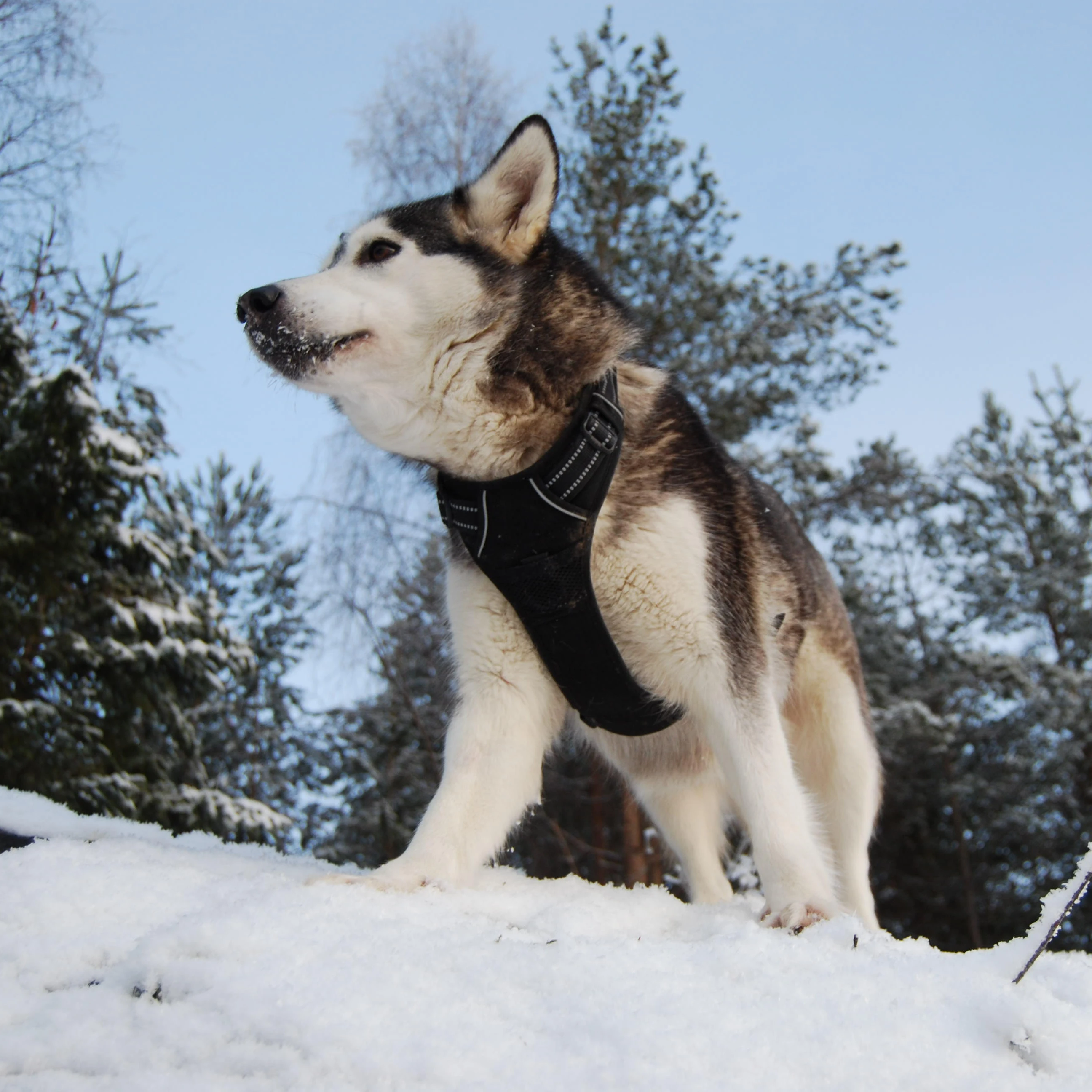Фото Жилет Winhyepet для домашних животных, нейлоновая подкладка, светоотражающая мягкая Регулируемая защитная одежда для маленьких и больших собак... №5