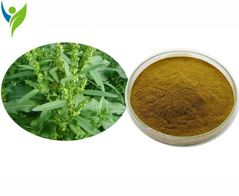 

Sorrel Extract, Sorrel Root Concentrated Extract Powder