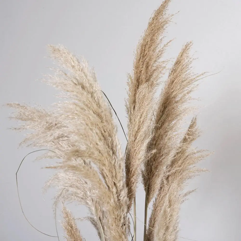 

55 Dried Small Pampas Grass Flowers Plantas Artificiales Para Decoracion Real Plants Home Decor Wedding Decoration Suppl S8x1