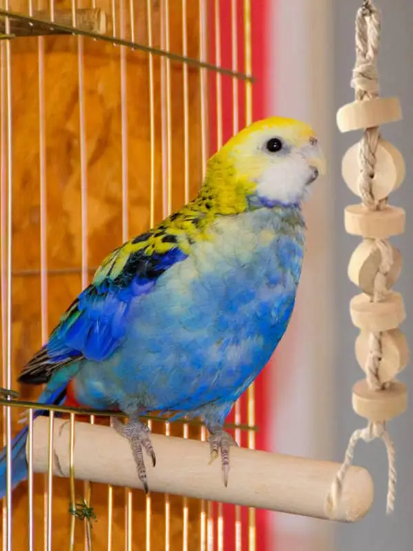 

Bird Toys For Parakeets 7pcs Bird Cage Toy Kit Parakeet Swing Chewing Toy With Bell For Small Parakeets Cockatiels Conures