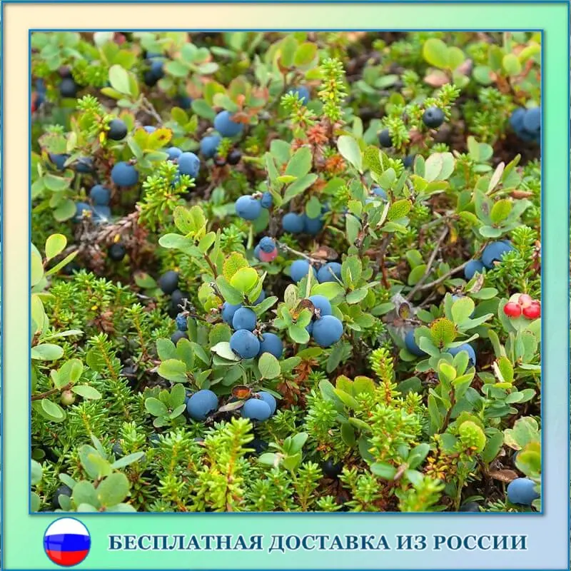 Blueberry common forest wild SEEDS 30+ PCS