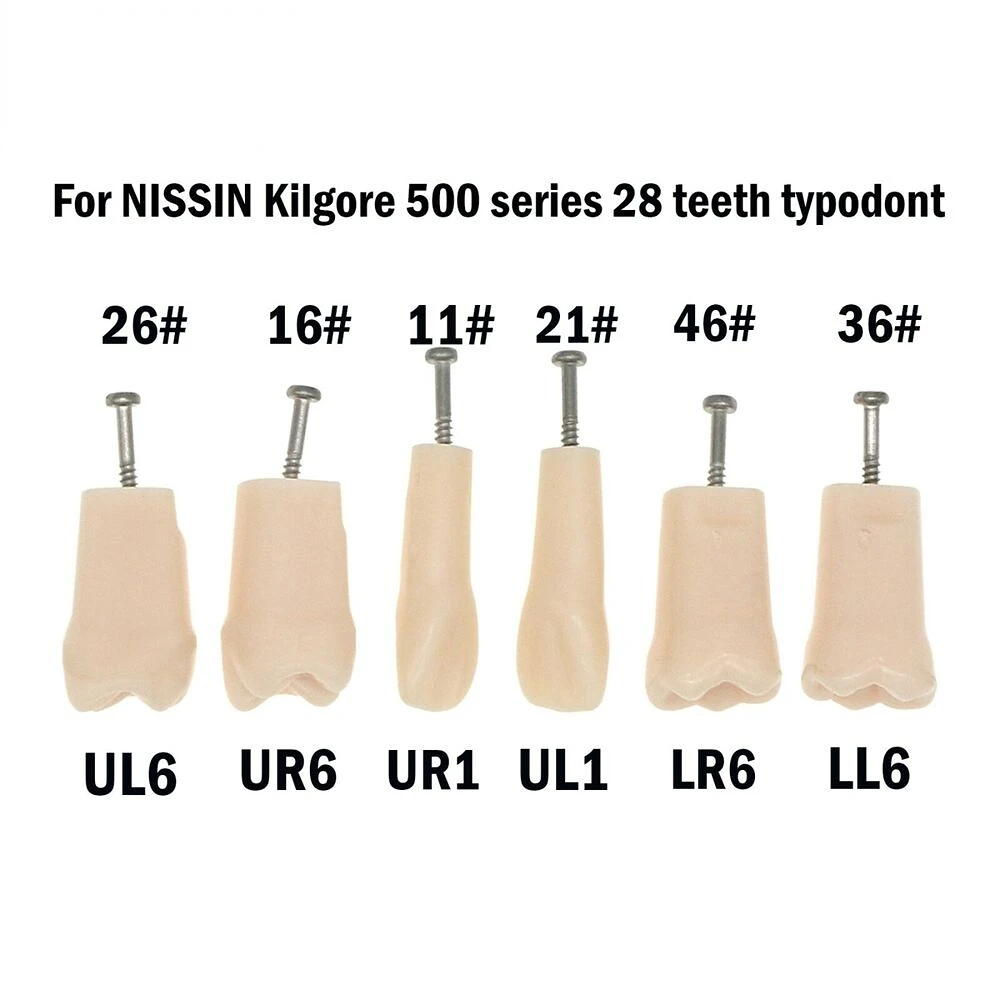 

Dental Kilgore Nissin Typodont Individual Teeth Model 6pcs Fit 500 Type Suture Practice Kit Modelo Dental Implante Dental