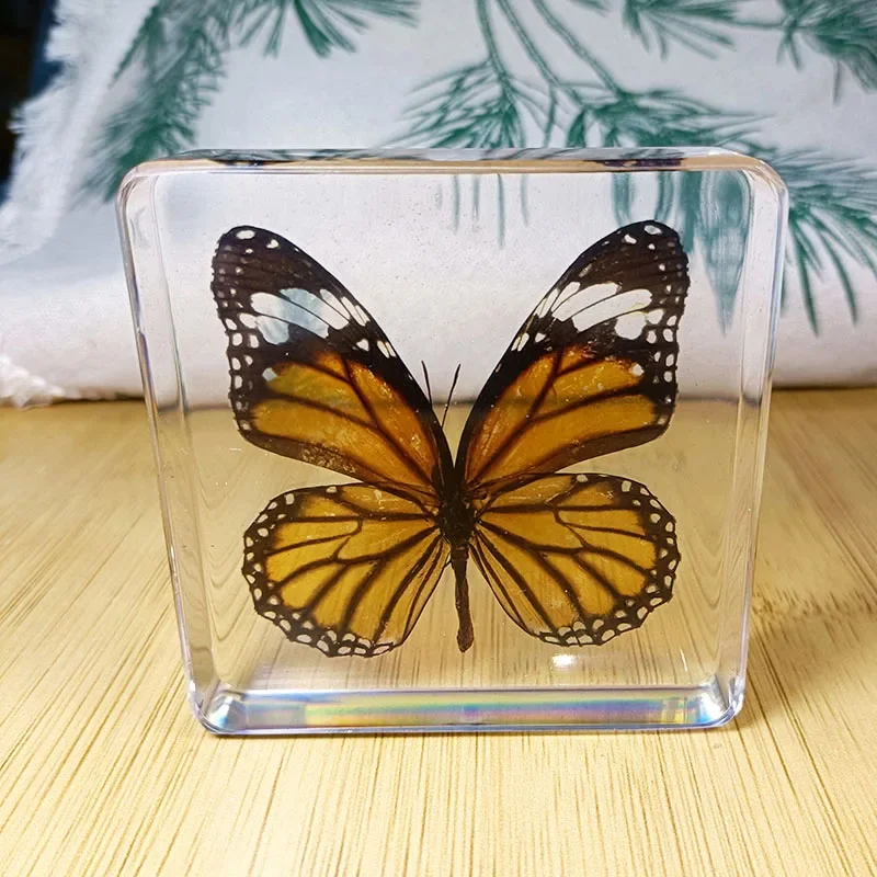 Настоящие образцы насекомых запечатанные жуки раковины завернутые в смолу