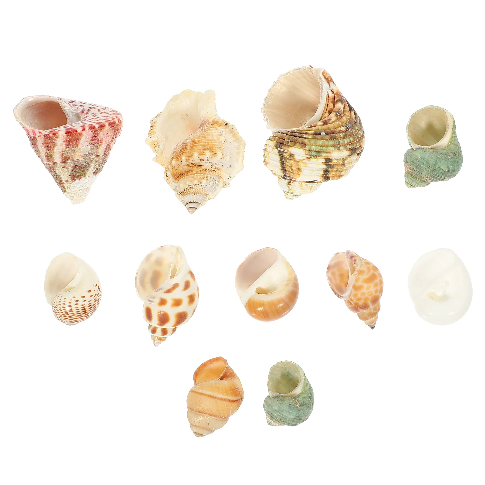 

Crab Hermit Shells Shellconch Tank House Naturaldecor Ornaments Ornament Sea Tanks Decorative Assorted Switchingaquarium Crafts