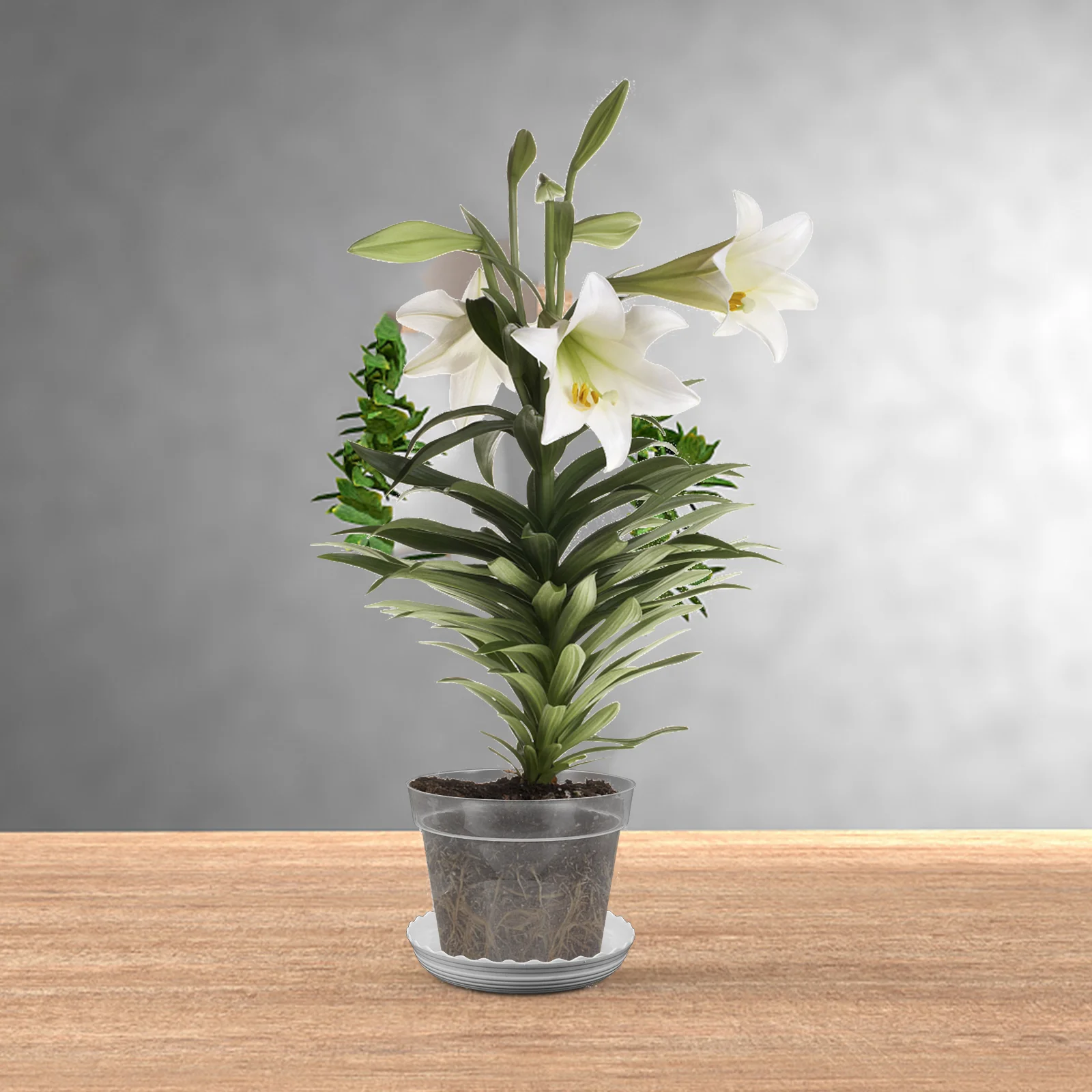 

2 Sets Orchid Pot Pots Greenhouse Indoor Flower Nursery Small Outdoor Clear