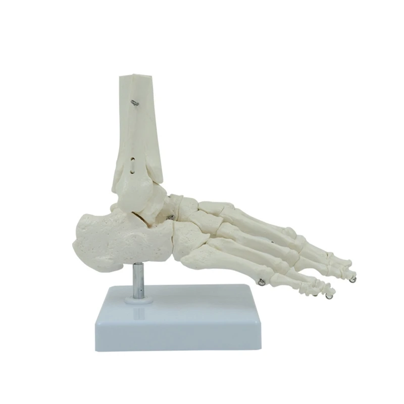 

Y8AD Medical Life Size Foot and Ankle Model Anatomical Skeleton Bone w/ Base Hospital