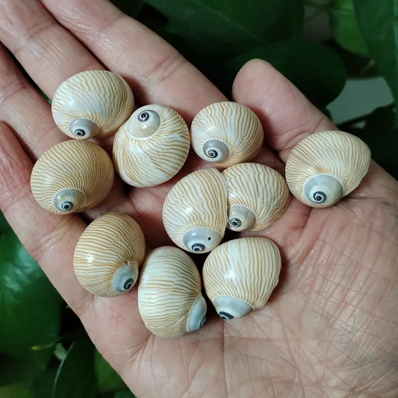 10 шт. мини-ракушки в виде улитки