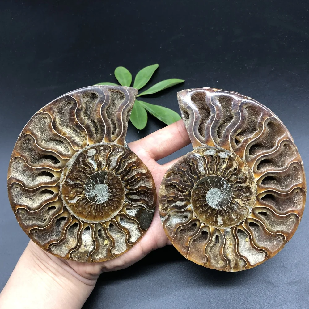 

1 pair 2 pieces natural ammonite fossil quartz crystal specimen healing stone random