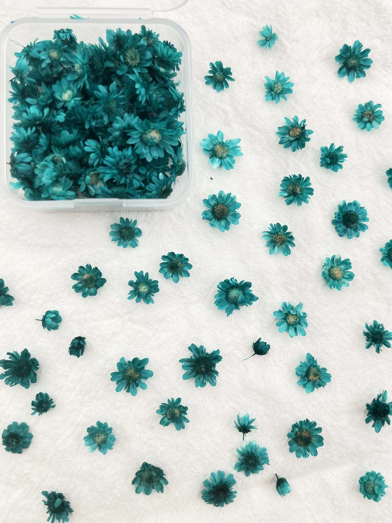 

Миниатюрные прессованные цветы для рукоделия