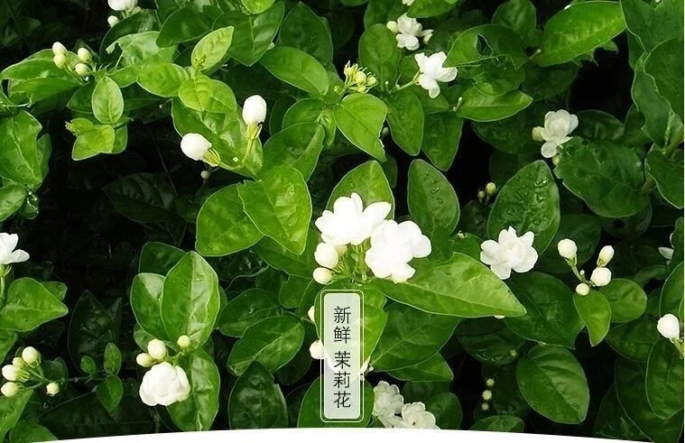 Китай экология дикий жасмин цветы торт 200 г Flowe rorganic сухие |