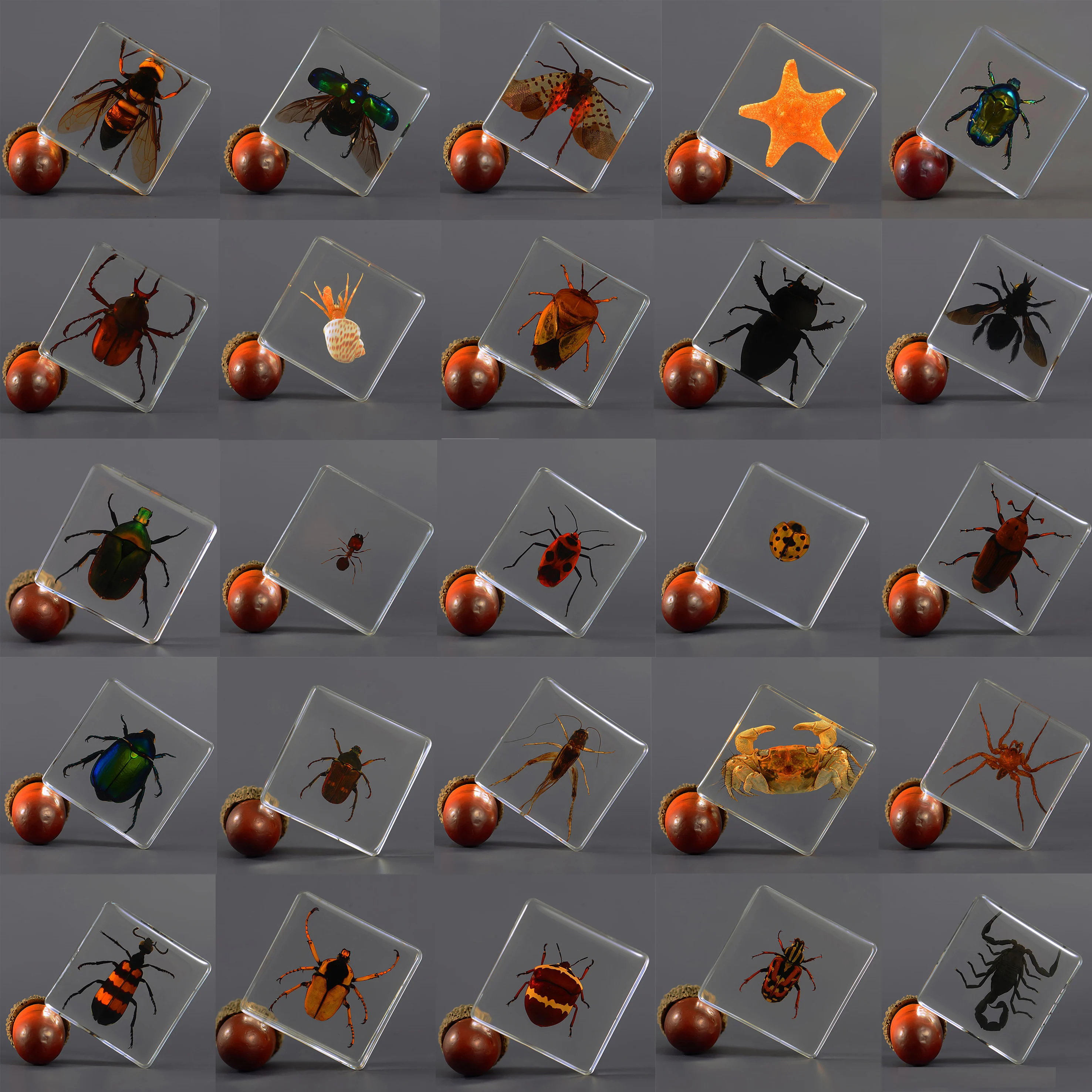 Фотообои с маленькими животными квадратные искусственная смола Скалочка жук