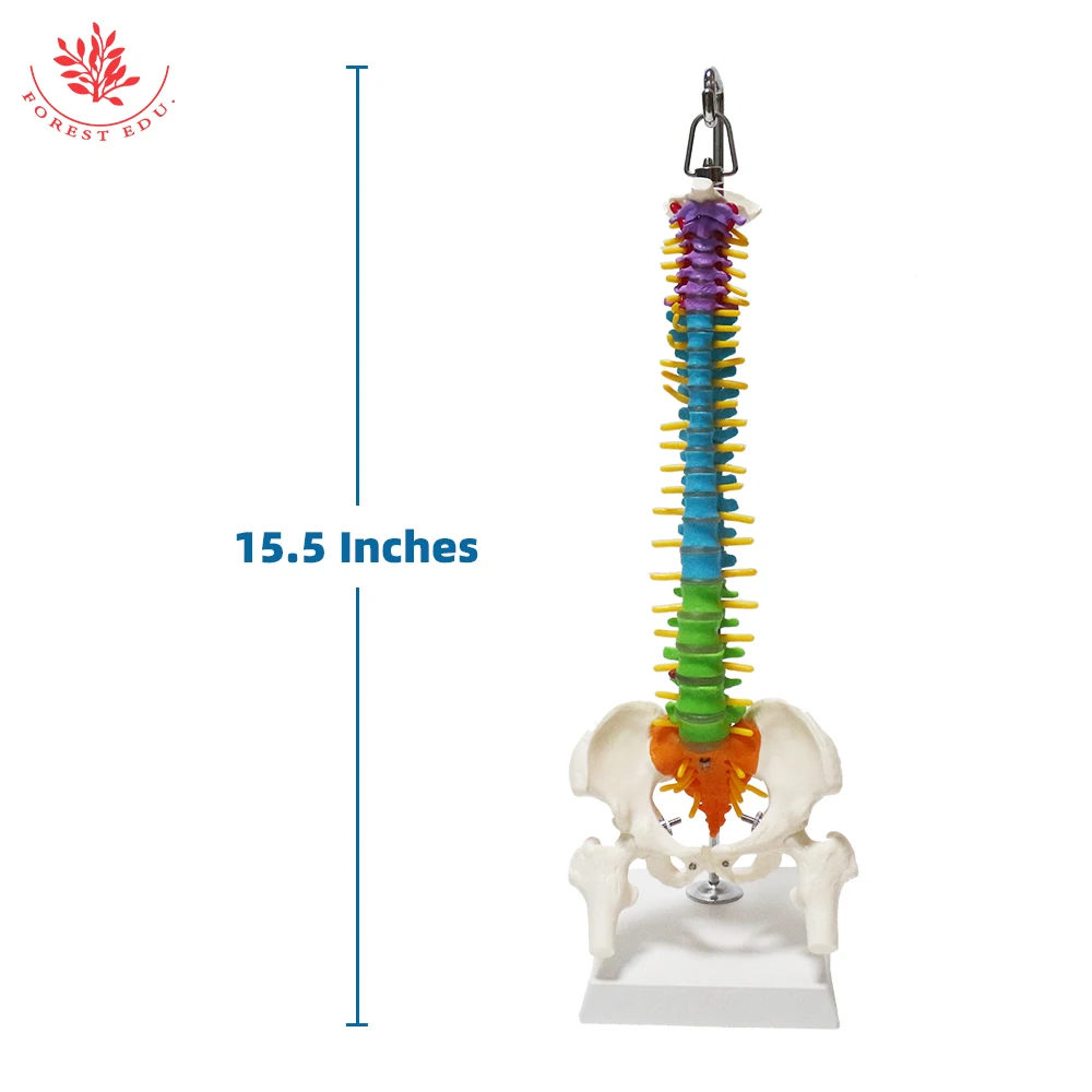 Анатомическая модель из ПВХ материала 45 см дифференциация цвета гибкий