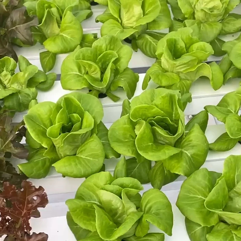 Гидропоника NFT Система Садовая вертикальная гидропонная система