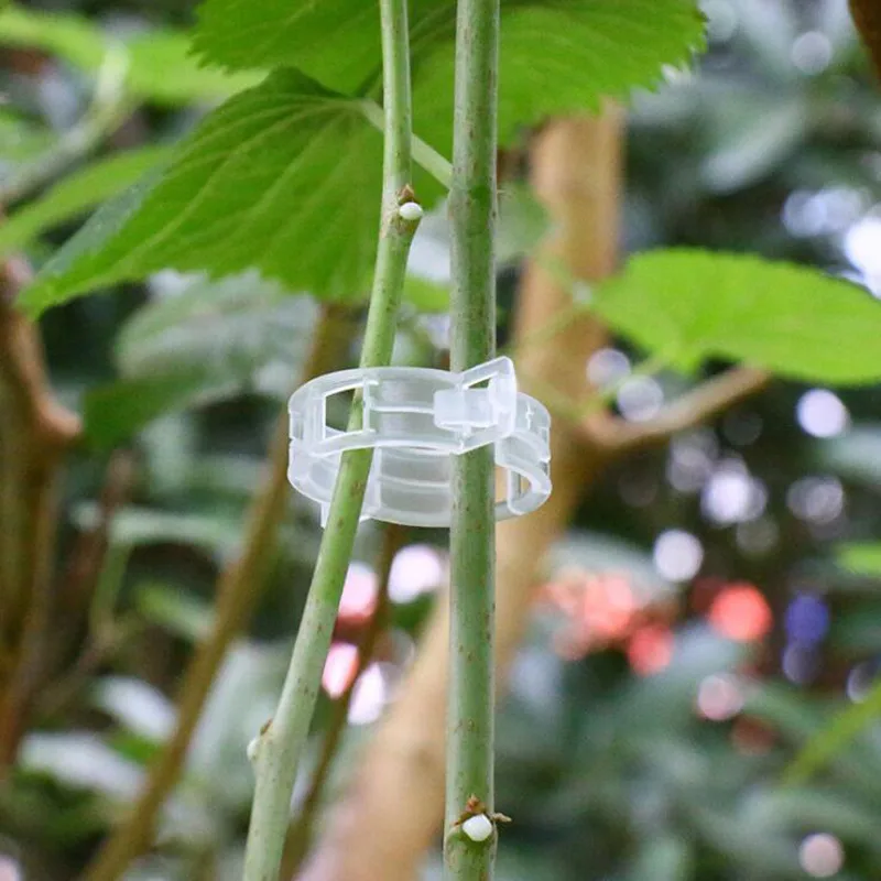 

Plant Support Clips for Garden Tomato Vegetable Vines Upright and Make Plants Twine Clips Vine Beans Vegetables Fruits Rose