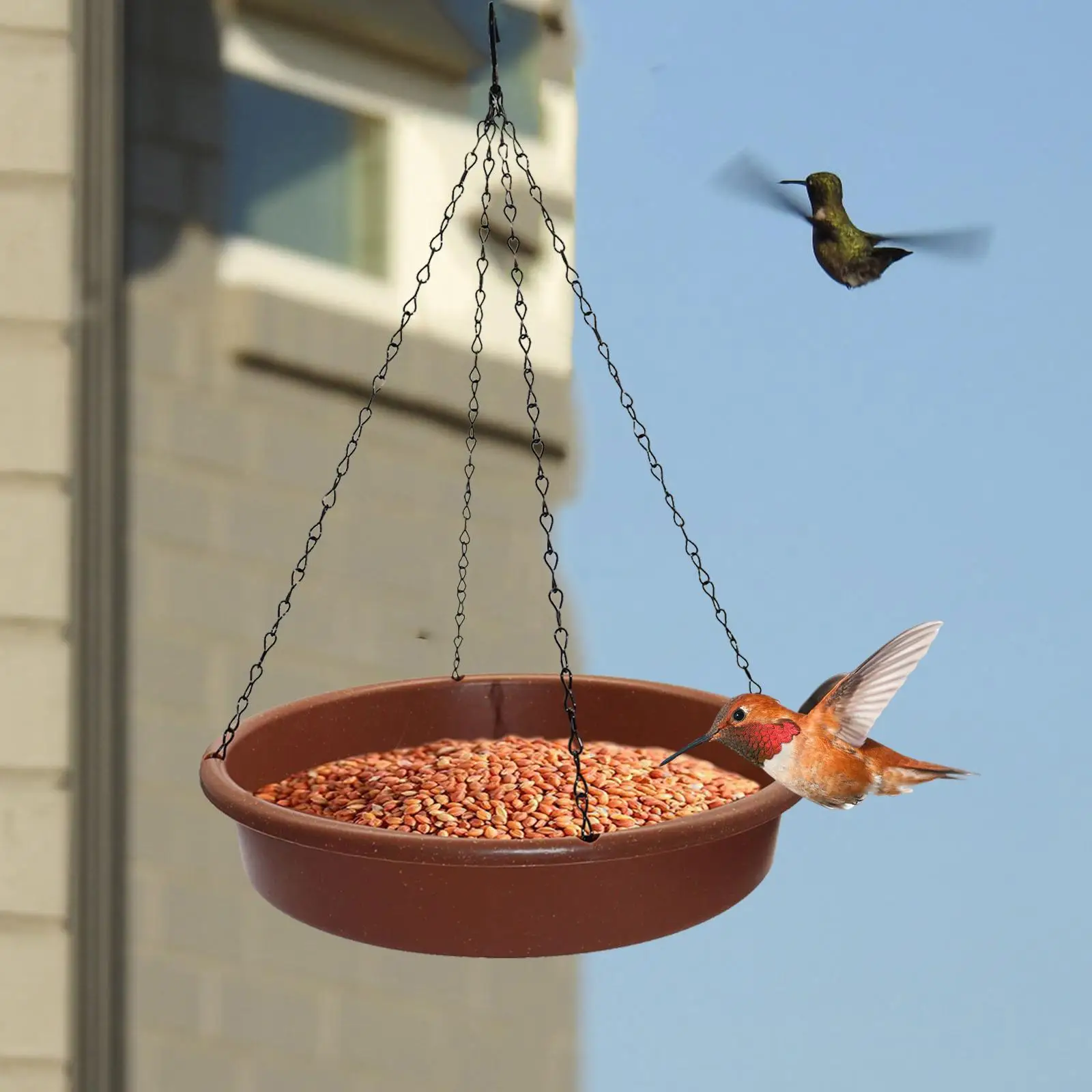 For Hummingbird Tree Outside Parrot Patio