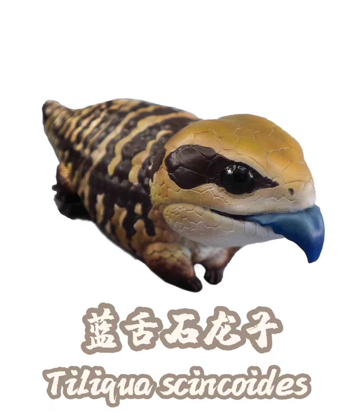 

Lizard Tribolonotus Gracilis Tupinambis Teguixin Conolophus Subcristatus Tiliqua Scincoides Animal Figure Kingdoms Model