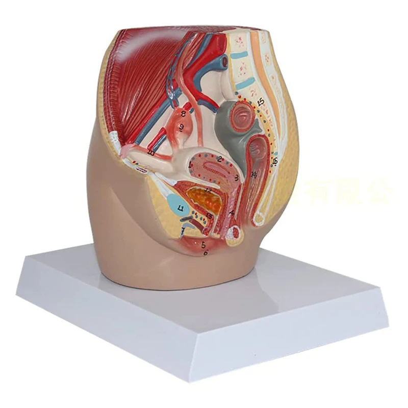 

Human Female Pelvic Cavity Reproduction System Median Sagittal Section Medical Science Teaching Resources model