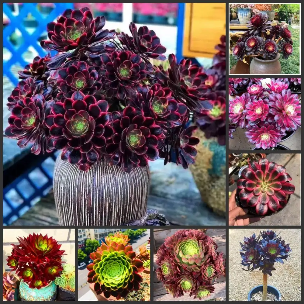 

100PCS " Heifashi " Semillas