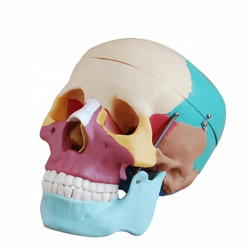 Череп в натуральную величину с цветными костями анатомический череп