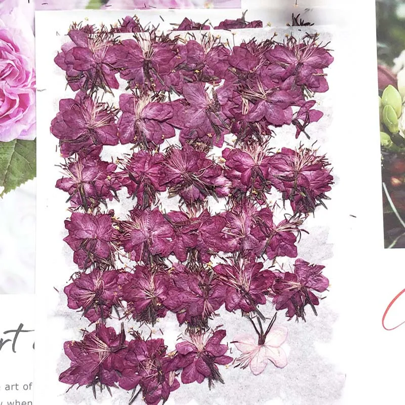 

250pcs Pressed Dried Gaura Lindheimeri Engelm Flower Plants Herbarium For Jewelry Postcard Phone Case Invitation Card Decoration