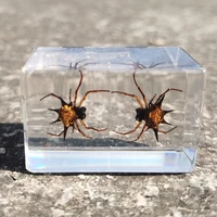 real insect specimen home decoration gift student natural learning material transparent resin spider golden turtle ladybug