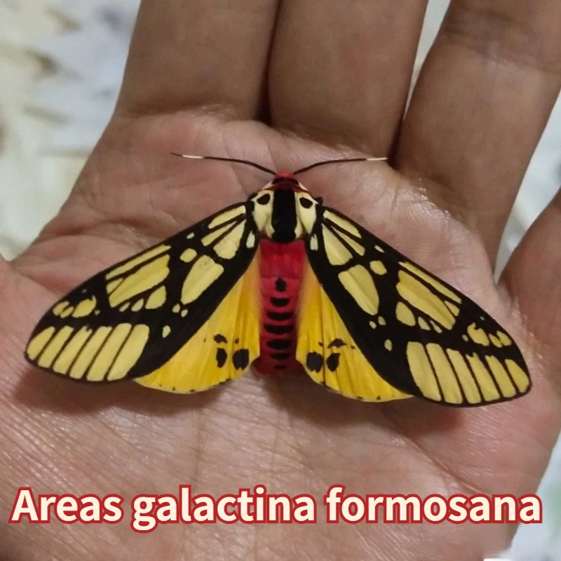 Области Galactina Formosana обучение и исследование искусственных образцов бабочек