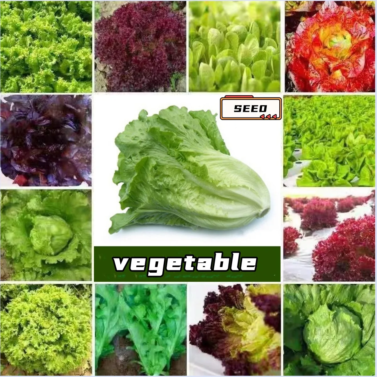 

vegetable Cucumber Tomato Pumpkin Cabbage Shallot lettuce cabbage celery zucchini loofah Eggplant bean chives fennel Perilla
