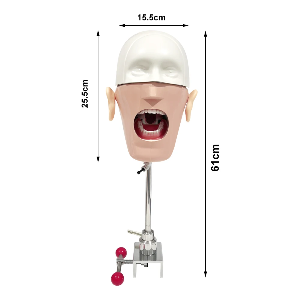 Модель головы стоматологический симулятор манекен стоматологическое обучение