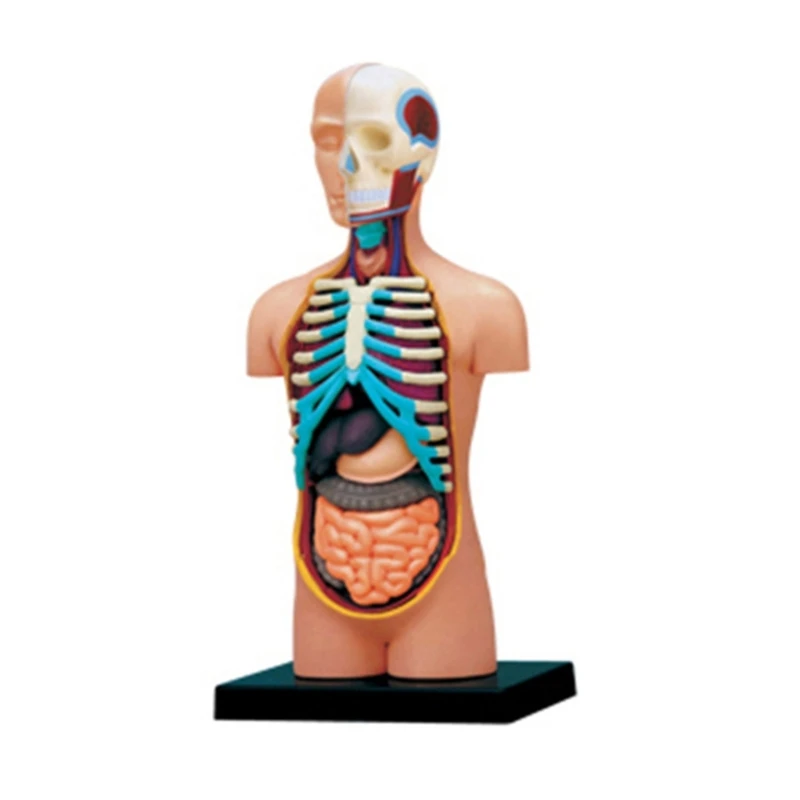 

Human Body Model Anatomy Model with Removable Organs 3D Model Teaching Tool for Medical Education Display E65C