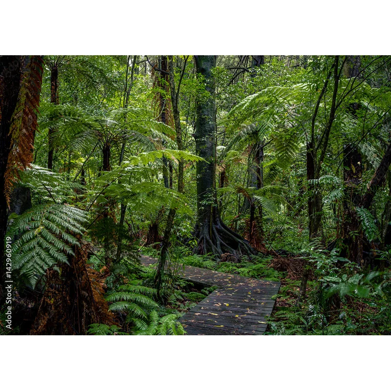 Опавшие деревья в зеленых девственных хвойных лесах фоны для фотосъемки