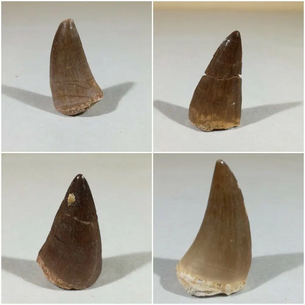 Fossil Mosasaur Tooth Dinosaur Teeth 25mm-35mm Cretaceous Morocco-1PC images - 6
