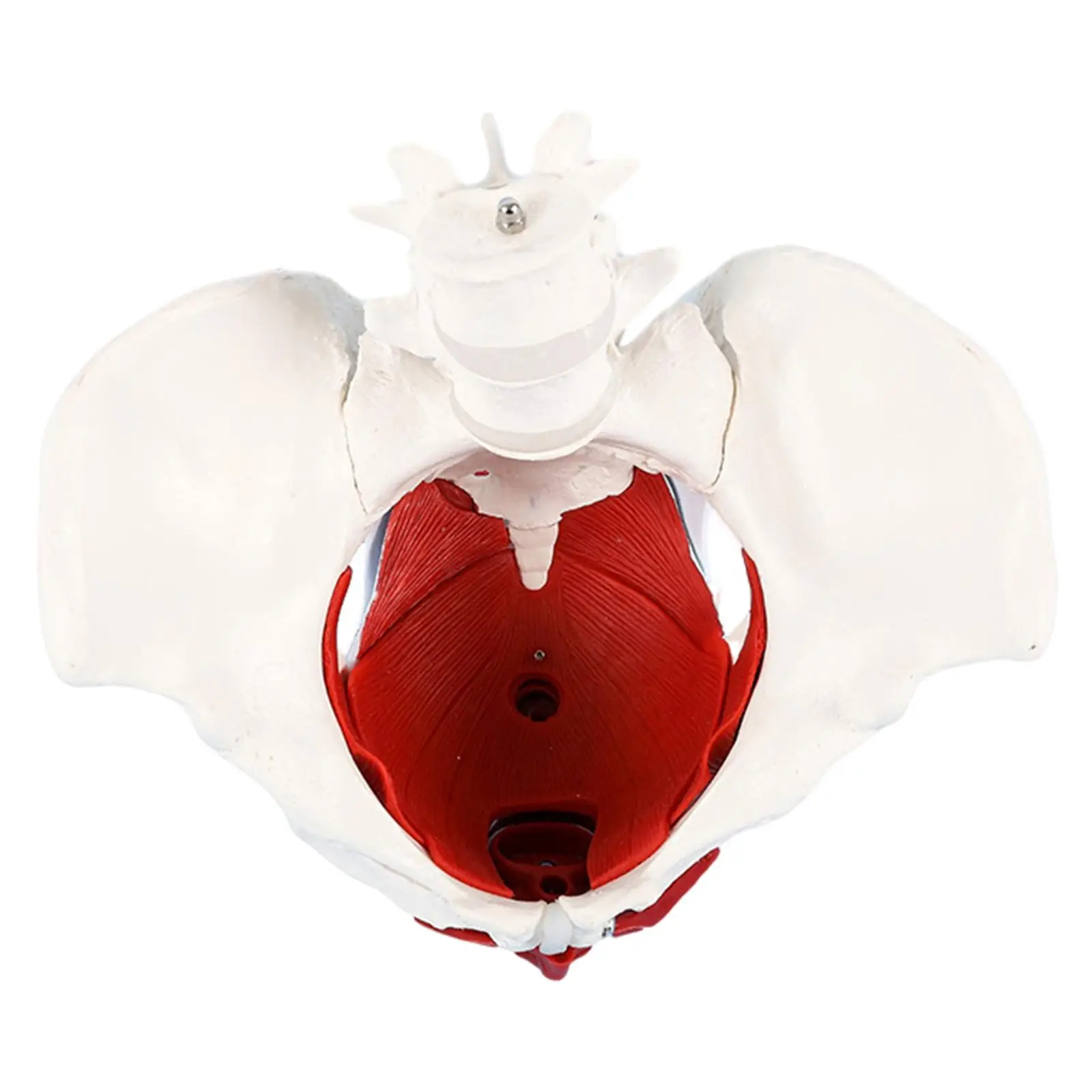 

1:1Life Size Female Pelvic Model Body Skeleton PVC Organs Muscles for School Laboratories Surgery Kids Learning Medical Sciences