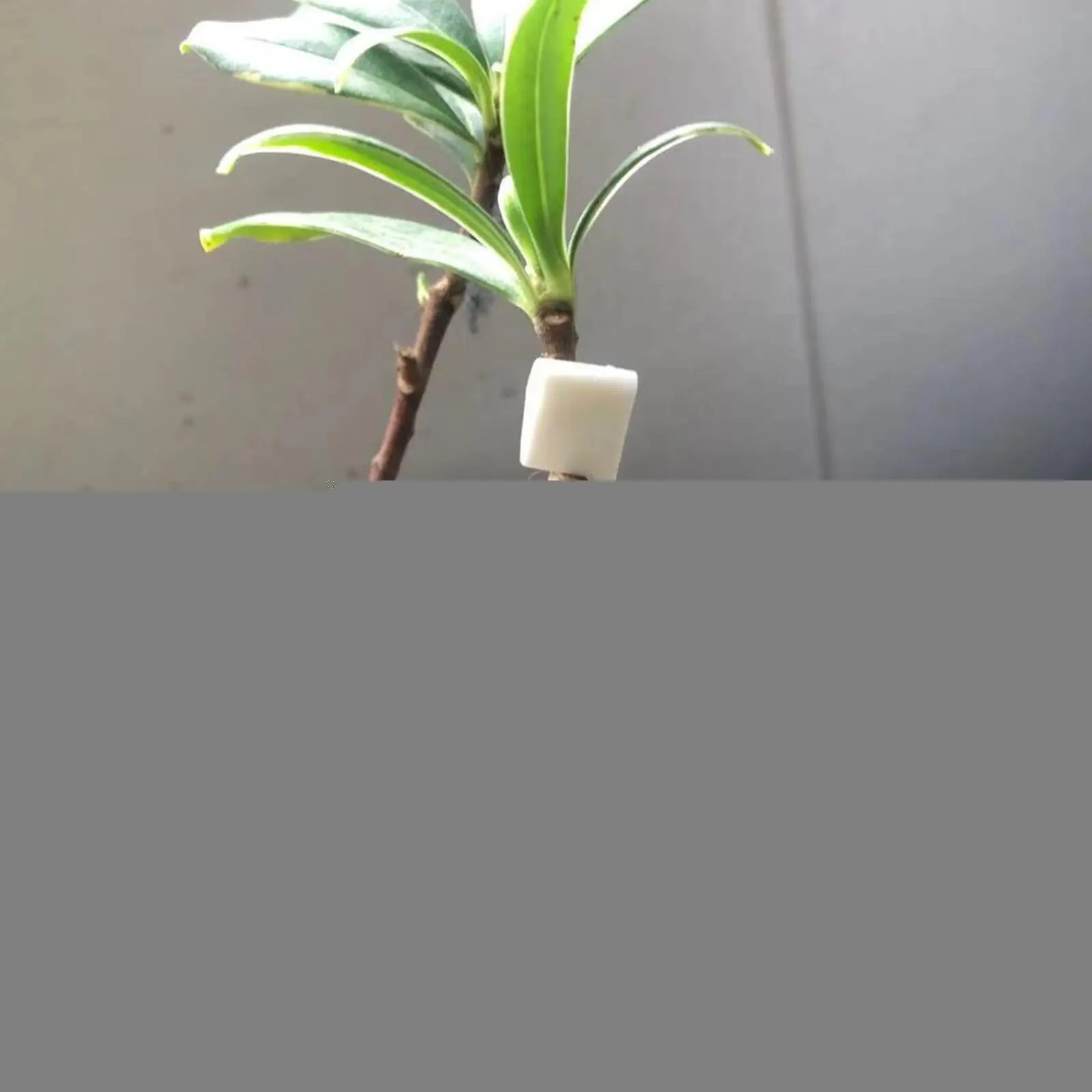 

1 шт., детский тренажер для бонсая, 360 градусов