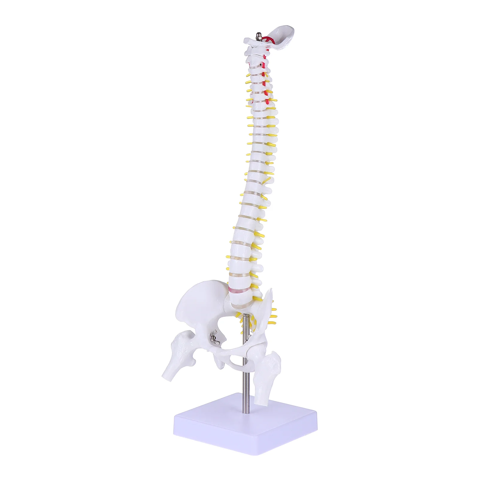 

Spine Model Mannequin Tailbone Anatomy Doctor Aldult Pvc Training Medical Spining