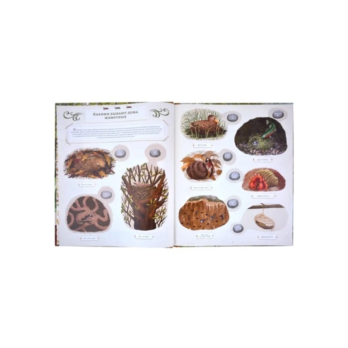 Животные-строители 7611922 |