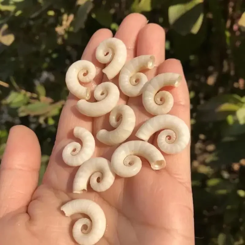 Белый натуральный Ракушечный ракушек сменный Краб hermit