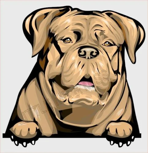 

For Dogue De Bordeux Peeking Dog Breed Colour Window Wall Laptop Sticker w/prf