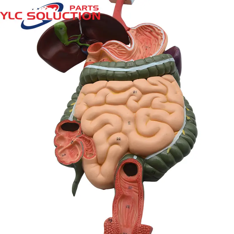 

Human digestive system model gastrointestinal tract section pharynx, larynx, small intestine and stomach anatomy medical teachin