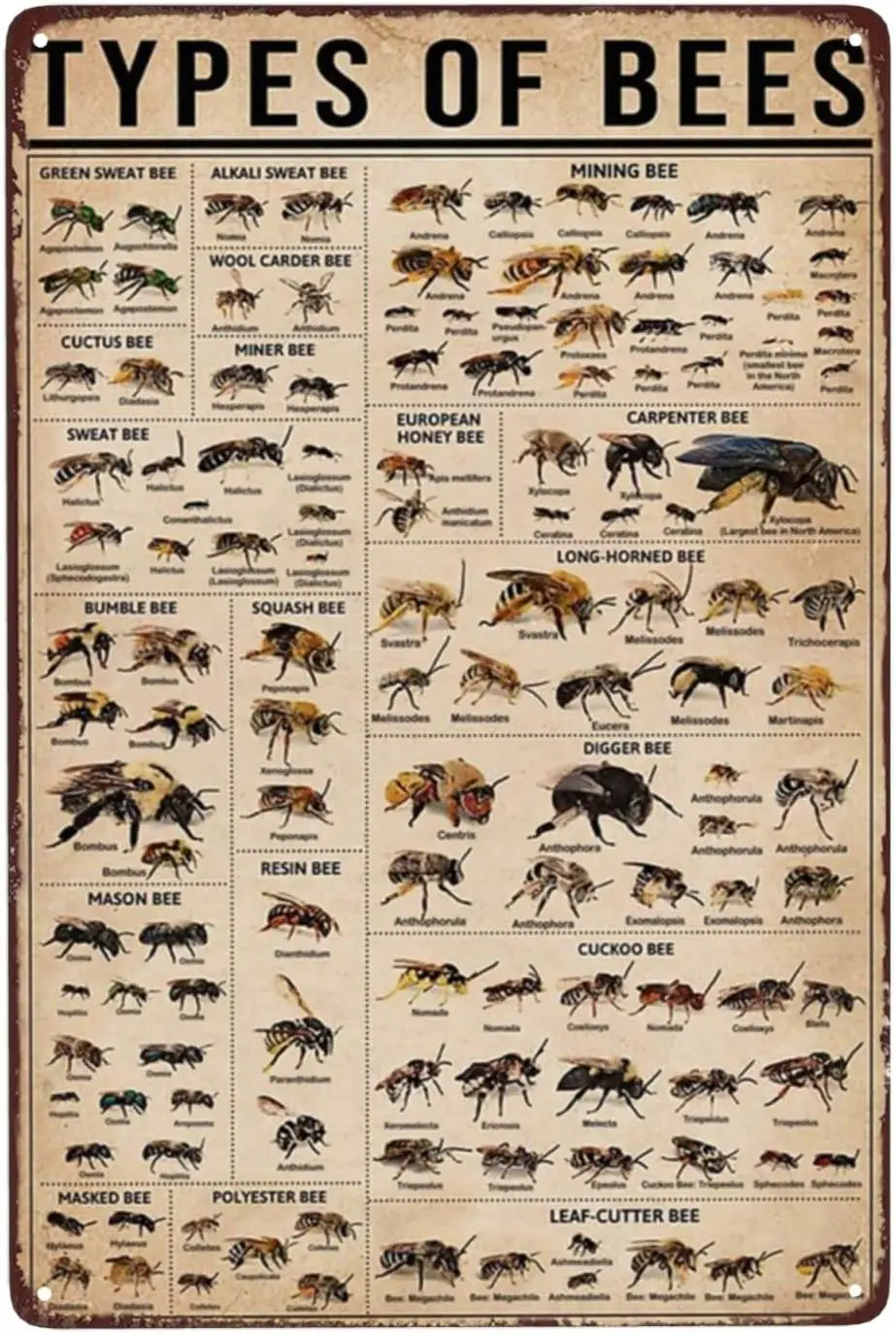 Типы пчелы научные знания Ретро металлический знак винтажный зеленый сладкий пчела знаки Настенный декор смешной мин пчела Cuctus пчела