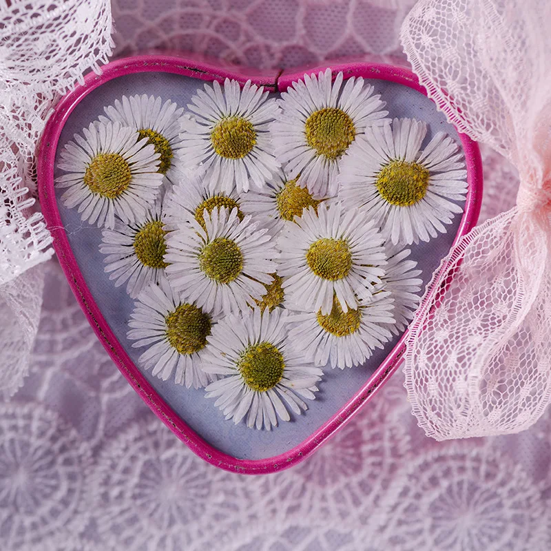 Фото 500 шт./пакет сушеные цветы Erigeron Acris, прессованный цветок для скрапбукинга, сделай сам, смола, украшения, поделки, декор для ногтей, свеча, мыло №4