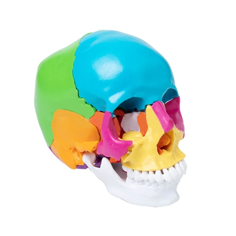 

Colorful Human Skull Model 3 Parts Detachable Anatomical Teching Prop for Medical Student Anatomy Teaching Supplies Y98A