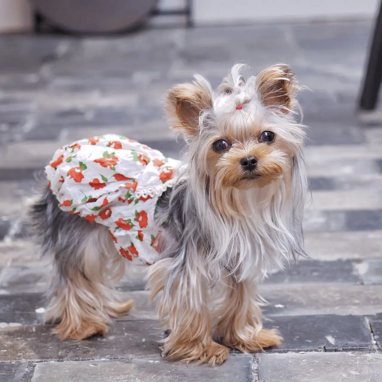 

Одежда для собак, Корейская Милая персиковая юбка-пузырь, юбка для собаки, короткая одежда на бретельках для питомцев, летняя и Осенняя Одеж...