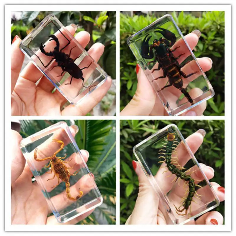 

Real insect specimen resin animal marine science experiment kindergarten teaching specimen exhibition hall collection toy gift