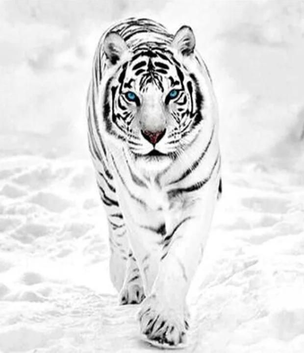 

5D Diy Diamond Painting Full Round Rhinestones Animal White Tiger Bengal Tiger Diamond Embroidery Mosaic Cross Stitch Wall Art