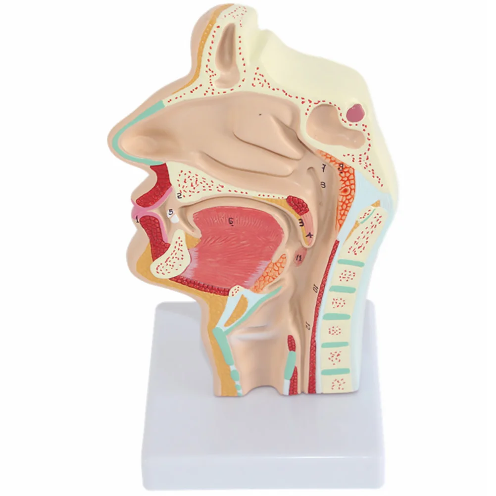 

Mannequin Human Nasal Cavity Oral Doctors Office Educational Tool Larynx Pharynx Model Nose Throat Anatomy Anatomical