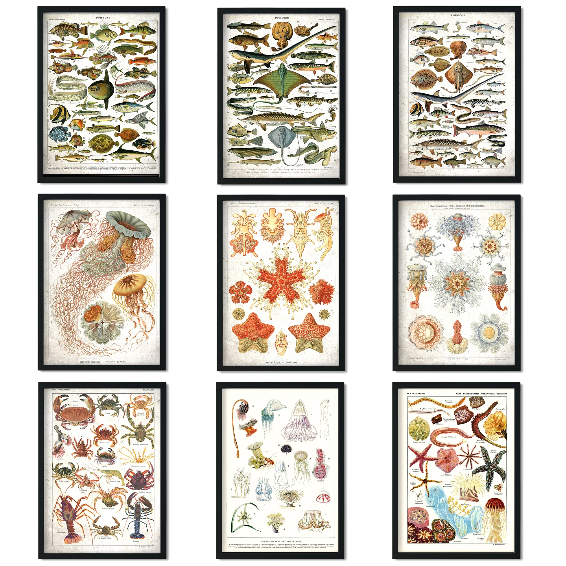 31 стиль, без рамки, морская жизнь, медуза, морская звезда, морская звезда, вид, школьное обучение, художественная картина, холст, плакат, домашний Настенный декор