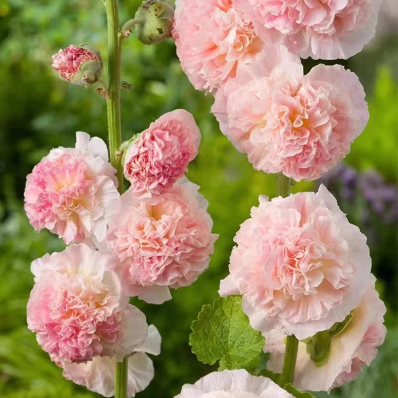 

7Types Althaea Rosea 20Pcs Garden Decoration Plant Seeds Bonsai