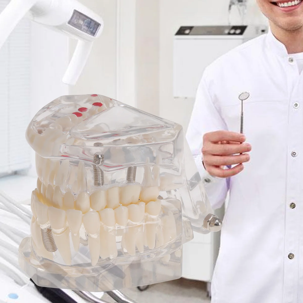 

1pc Oral Model Practical Detachable Teeth Model Simulation Teeth for Teaching Practice