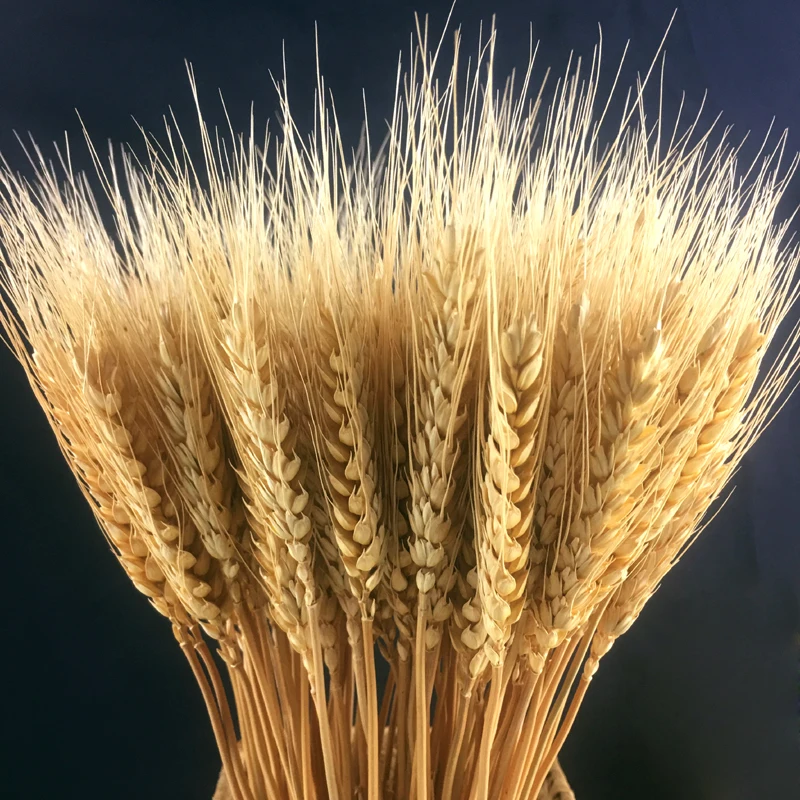 Натуральные пшеничные настоящие сушеные цветы букеты открывающиеся ячмень