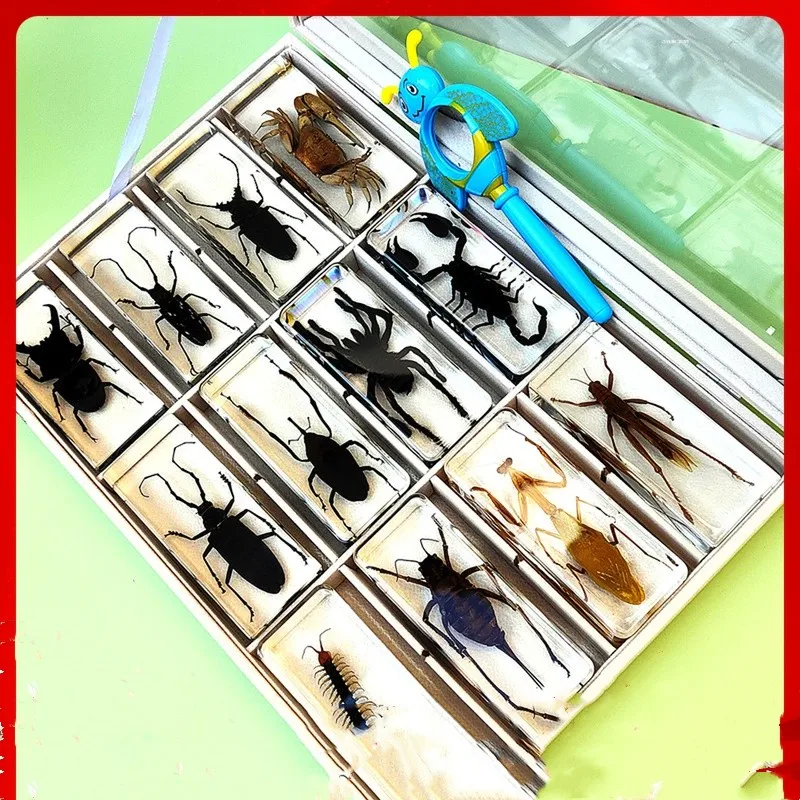 

Real Insect Specimens Kindergarten Animals Amber Resin Ornaments Beetle Centipede Scorpion Spider Mantis Star Longhorn